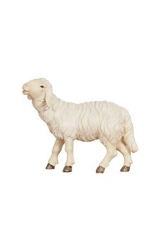 Kostner 12cm color - Schaf fressend Kopf hoch